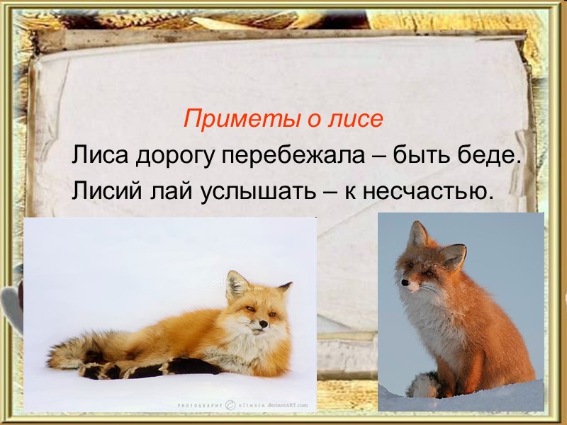 Приметы о лисе      Лиса дорогу перебежала – быть беде.